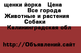 щенки йорка › Цена ­ 15 000 - Все города Животные и растения » Собаки   . Калининградская обл.